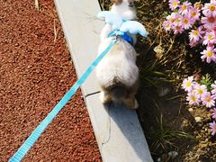 -猫猫幼稚园·撸猫·桌游·电玩