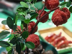-长安大牌档之龙头酒肆(荣民龙首广场店)