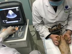 -中农大我爱我爱24h动物医院·中医针灸·猫专科·骨科医疗中心(双井店)