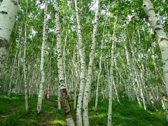 android_upload_pic-塞罕坝国家级自然保护区