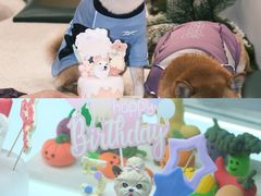 -帕帕拉兹宠物(亚洲旗舰店)