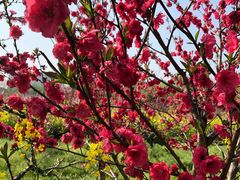 -南汇桃花村