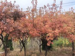 -丽泽山庄·生态怀柔菜·虹鳟鱼(红螺寺店)