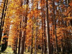 -黄海国家森林公园