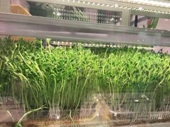 -肥佬大椰子鸡(三里屯3·3大厦店)