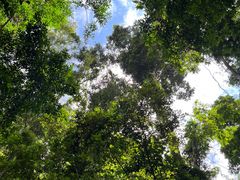 -西双版纳原始森林公园