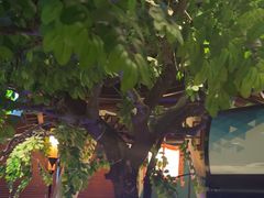 -佬麻雀·剁椒鱼头(京基KK One店)