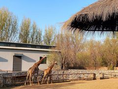 -北京野生动物园