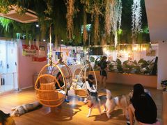 -Husky Go! 哈士奇体验馆·宠物咖啡厅狗咖