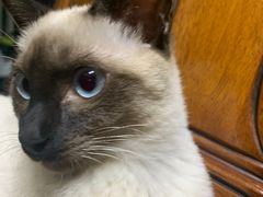 -袖虎·猫馆(体育西路店)