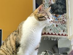 -平行世界·猫咖(首经贸店)