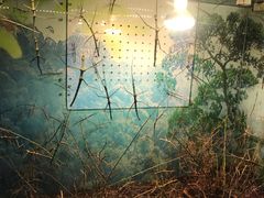 -上海大自然野生昆虫馆(东方明珠·爬宠昆虫探索中心)
