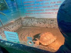 -上海大自然野生昆虫馆(东方明珠·爬宠昆虫探索中心)