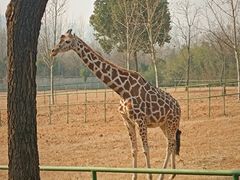 -合肥野生动物园