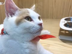 -屋虎猫馆(宝安大仟里店)