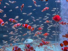 -海合安成都极地海洋公园