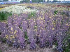 android_upload_pic-荷兰花海