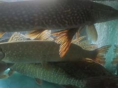 -煲来饱去冷水鱼