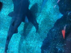 -暹罗海洋世界