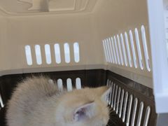 -小猫来了·猫舍(红山六九七九店)