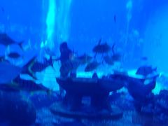-亚特兰蒂斯•OSSIANO奥西亚诺海底餐厅
