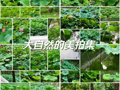 -大宁公园