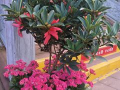 -楠柏弯休闲山庄(梨花溪店)