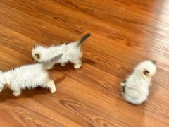 -楼上猫咖(罗湖店)