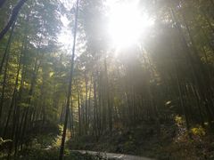 -镇江市南山风景名胜区竹林景区