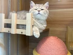 -momokira米努特·德文卷毛猫·棉花面纱犬