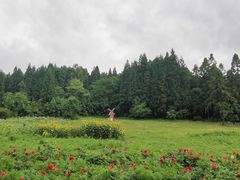 -武陵山森林公园