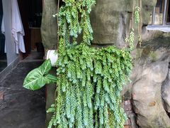 -瑞丽独树成林风景区