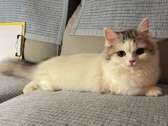 -猫大福·Fortune Cat猫舍(百子湾店)