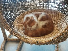 -飞行喵MR PILOT|猫舍·猫咖(静安大融城店)