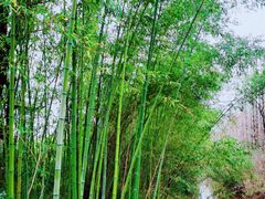 -东平国家森林公园