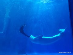 -多彩贵州城极地海洋世界