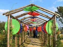 -洪湖湿地生态园