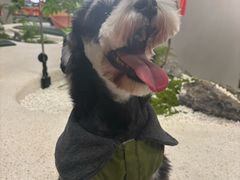 -帕帕拉兹宠物(亚洲旗舰店)