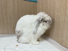 -北京观赏动物医院·24小时大型综合·猫专科·异宠专科