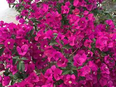 -秦美花卉(天朗·莱茵小城2期店)