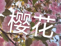 -石家庄市植物园