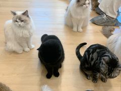 -有喵·猫咖·狗咖·30几只猫10只小狗(岗厦店)