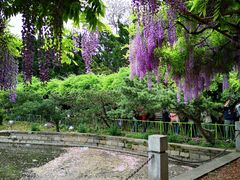 -嘉定紫藤园