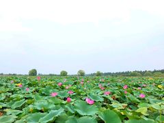 -洪湖生态旅游区