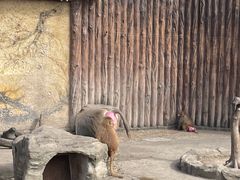 -上海野生动物园