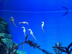 -上海海洋水族馆