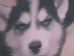 -翊宠yipet猫狗购宠庄园犬舍•猫舍