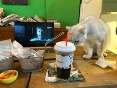 -李小姐の猫咖啡馆(五角场店)