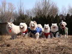 -东方太阳城淮扬餐厅(会所中餐厅店)