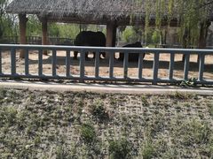 -石家庄市动物园